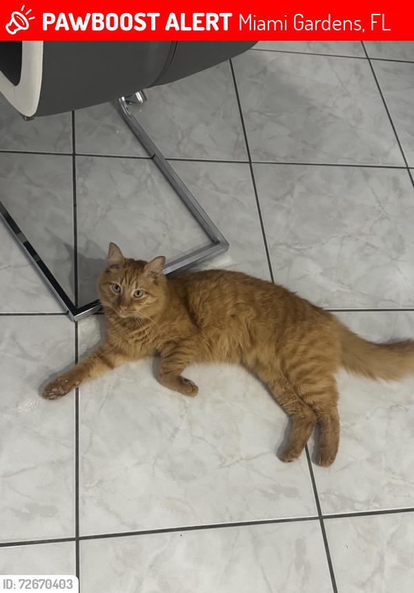Lost Male Cat last seen Nw 22nd ave & 192nd Terrace, Miami Gardens, FL 33056