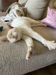 Found/Stray Male Cat last seen Kingswood cndmniums , Nashville, TN 37211
