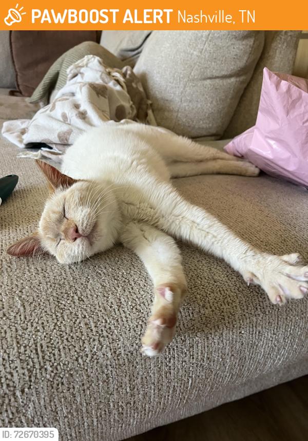 Found/Stray Male Cat last seen Kingswood cndmniums , Nashville, TN 37211