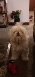 Lost Male Dog last seen 42nd and Aspen, Indianapolis, IN 46226