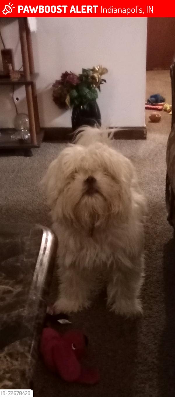 Lost Male Dog last seen 42nd and Aspen, Indianapolis, IN 46226