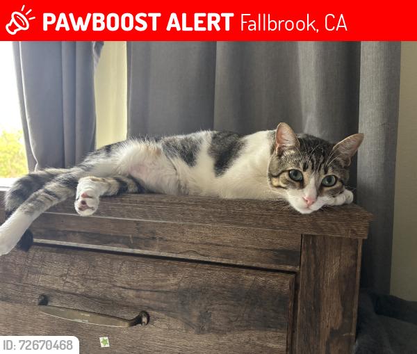 Lost Male Cat last seen De luz rd and dougherty, Fallbrook, CA 92028