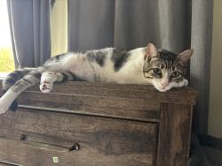 Lost Male Cat last seen De luz rd and dougherty, Fallbrook, CA 92028