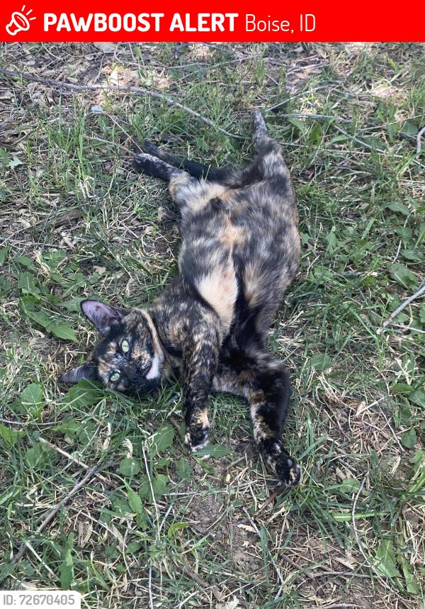 Lost Female Cat last seen Cole and Overland in Boise, Boise, ID 83709