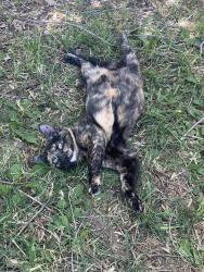Lost Female Cat last seen Cole and Overland in Boise, Boise, ID 83709
