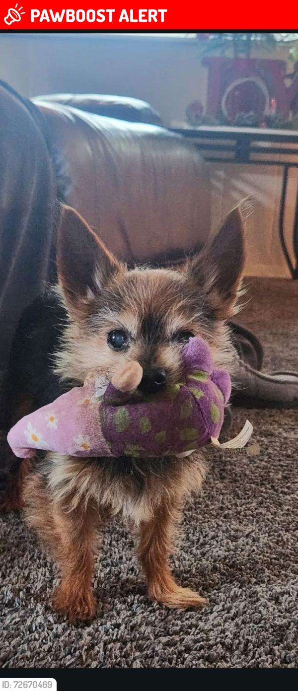 Lost Male Dog last seen Near the bike trail, North Richland Hills, TX 76180