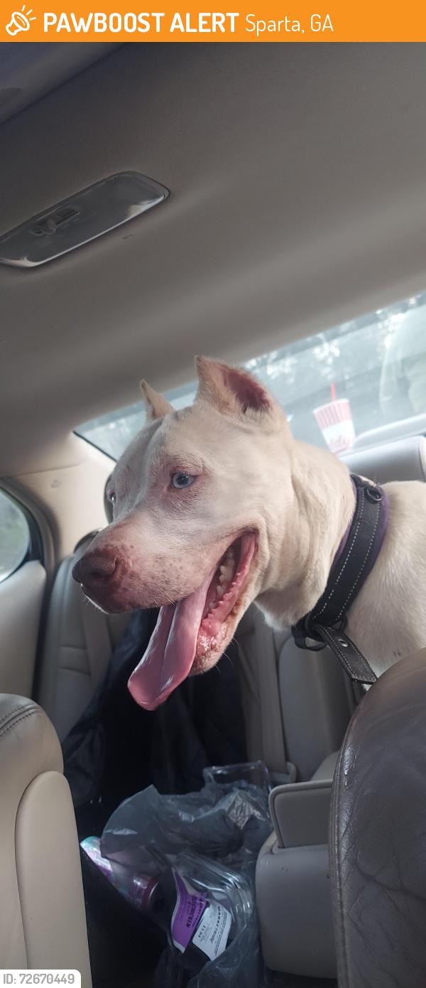 Found/Stray Female Dog last seen GA-16 East , Sparta, GA 31087