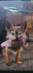 Lost Male Dog last seen Near the bike trail, North Richland Hills, TX 76180