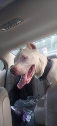 Found/Stray Female Dog last seen GA-16 East , Sparta, GA 31087