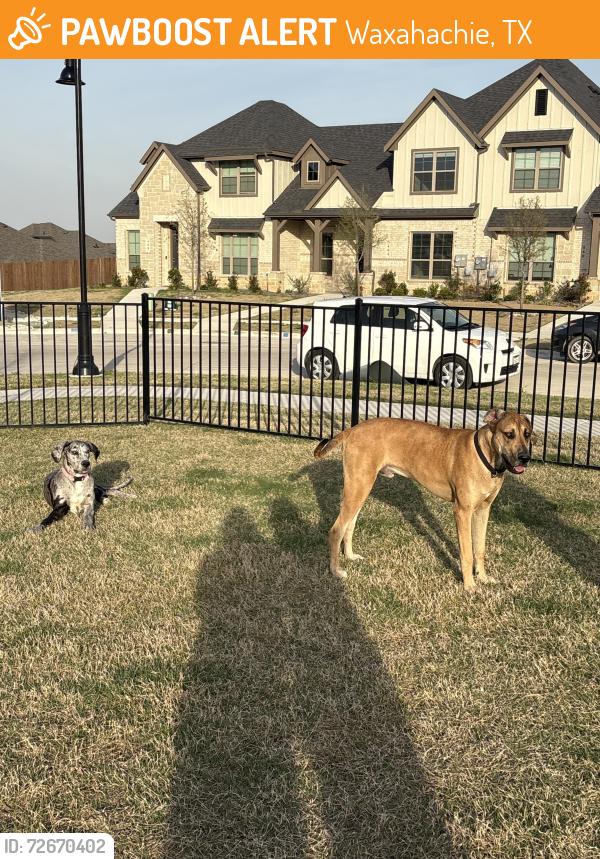 Found/Stray Male Dog last seen Restoration Rd, Waxahachie, TX 75165