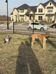 Found/Stray Male Dog last seen Restoration Rd, Waxahachie, TX 75165
