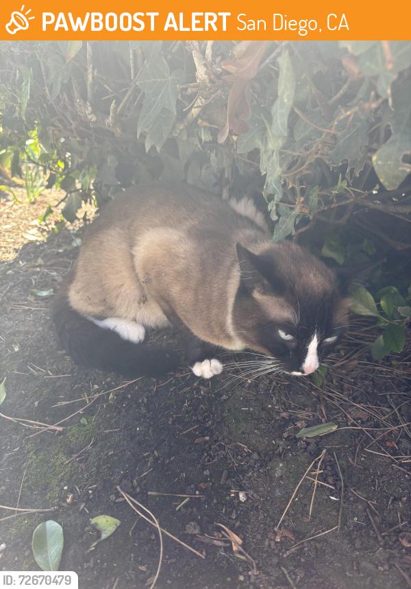 Found/Stray Unknown Cat last seen University town center, San Diego, CA 92122