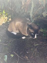 Found/Stray Unknown Cat last seen University town center, San Diego, CA 92122
