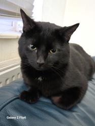 Lost Male Cat last seen Britwell , Berkshire, England SL2