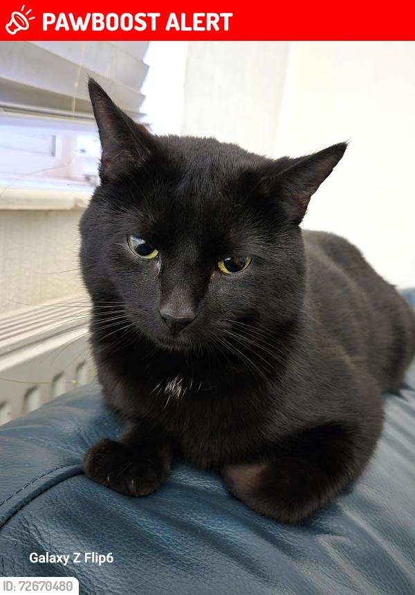 Lost Male Cat last seen Britwell , Berkshire, England SL2