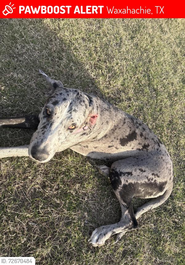 Lost Female Dog last seen Retoration rd, Waxahachie, TX 75165