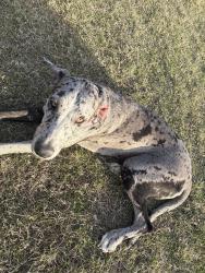 Lost Female Dog last seen Retoration rd, Waxahachie, TX 75165
