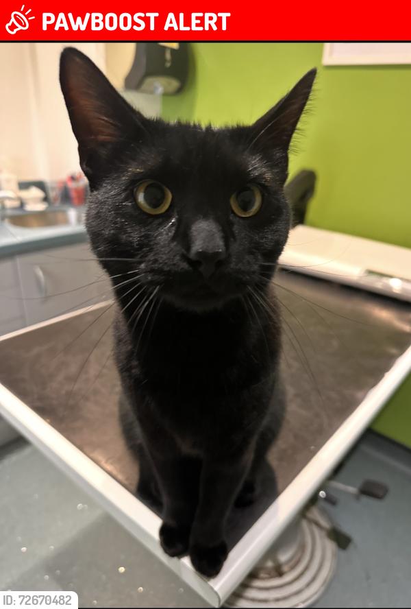 Lost Male Cat last seen Denzil road nw10 2uy, Greater London, England NW10