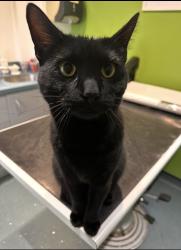 Lost Male Cat last seen Denzil road nw10 2uy, Greater London, England NW10