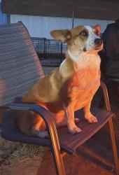 Lost Female Dog last seen West 24th, Odessa, TX 79761