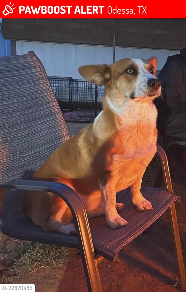 Lost Female Dog last seen West 24th, Odessa, TX 79761