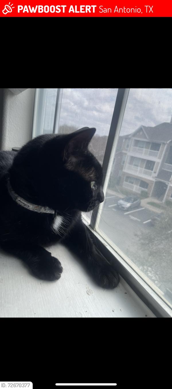 Lost Female Cat last seen Near Hyatt resort Dr , San Antonio, TX 78251