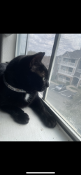 Lost Female Cat last seen Near Hyatt resort Dr , San Antonio, TX 78251