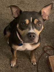 Lost Female Dog last seen Near N Chautauqua Ave, Wichita KS 67214, Wichita, KS 67214