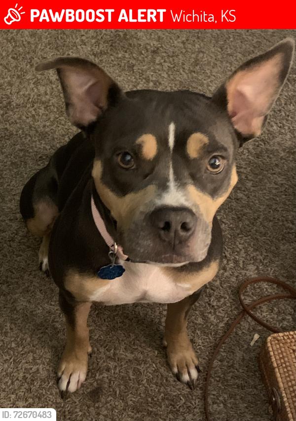 Lost Female Dog last seen Near N Chautauqua Ave, Wichita KS 67214, Wichita, KS 67214