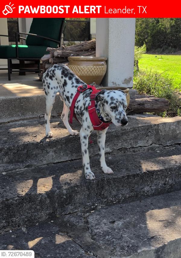 Lost Male Dog last seen La Cantera and Spyglass Hill, Leander, TX 78641