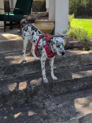 Lost Male Dog last seen La Cantera and Spyglass Hill, Leander, TX 78641