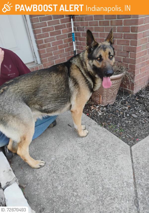 Found/Stray Male Dog last seen 25th an Treasury Row, Indianapolis, IN 46218