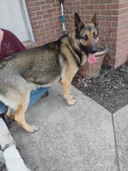 Found/Stray Male Dog last seen 25th an Treasury Row, Indianapolis, IN 46218