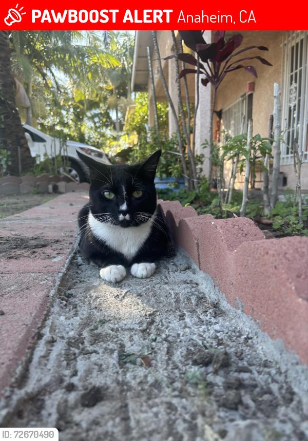 Lost Male Cat last seen North St & Philadelphia , Anaheim, CA 92805