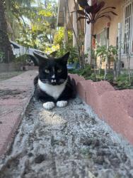 Lost Male Cat last seen North St & Philadelphia , Anaheim, CA 92805