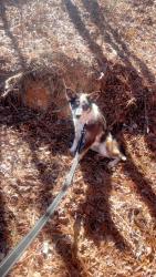 Lost Female Dog last seen Jordan Hill Rd, Spalding County, GA 30223