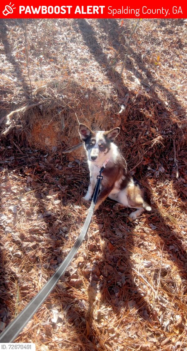 Lost Female Dog last seen Jordan Hill Rd, Spalding County, GA 30223