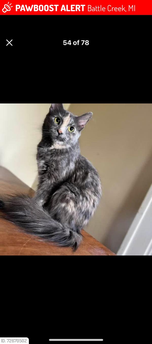 Lost Female Cat last seen Clarence blvd, Battle Creek, MI 49014