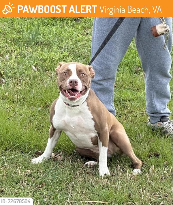 Found/Stray Female Dog last seen Princess Anne Elementary School , Virginia Beach, VA 23456