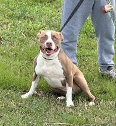 Found/Stray Female Dog last seen Princess Anne Elementary School , Virginia Beach, VA 23456