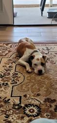 Found/Stray Male Dog last seen Gunn Jr High School, Arlington, TX 76015