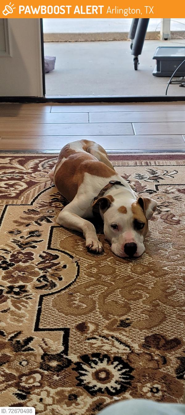 Found/Stray Male Dog last seen Gunn Jr High School, Arlington, TX 76015
