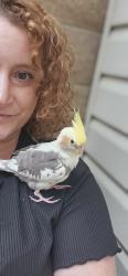 Lost Male Bird last seen Bridlewood and Baywater near Coloma, Rancho Cordova, CA 95670