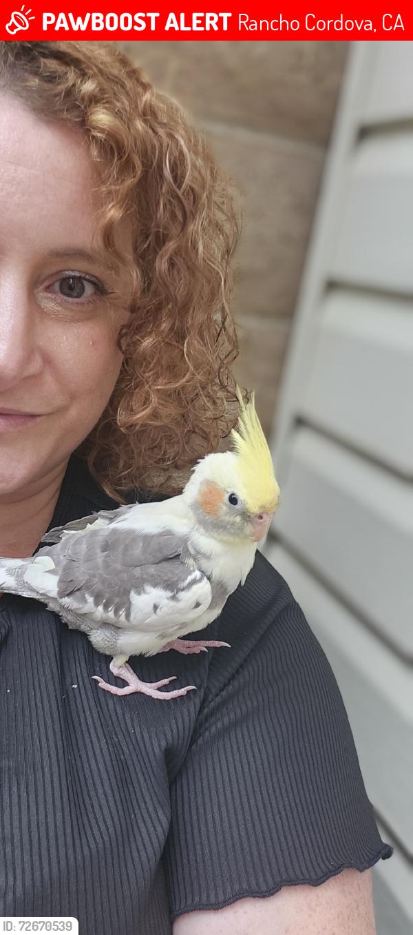 Lost Male Bird last seen Bridlewood and Baywater near Coloma, Rancho Cordova, CA 95670