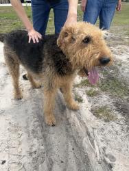 Found/Stray Unknown Dog last seen Near Fairview Ave, Fort Myers, FL 33905