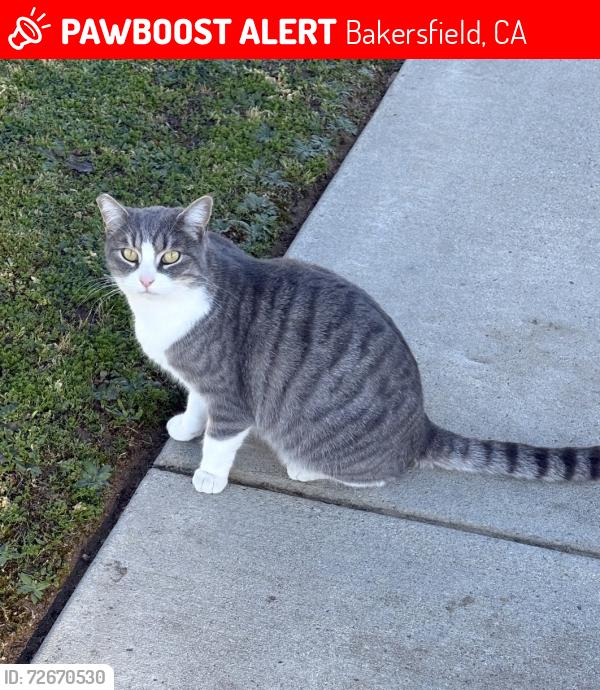 Lost Female Cat last seen Lighthouse Dr, Bakersfield, CA 93312