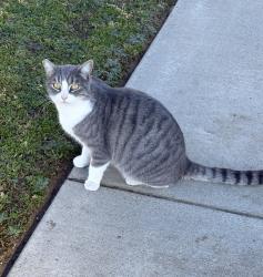 Lost Female Cat last seen Lighthouse Dr, Bakersfield, CA 93312