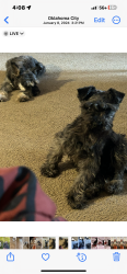 Lost Male Dog last seen Nw 119th and countyline , Oklahoma City, OK 73162