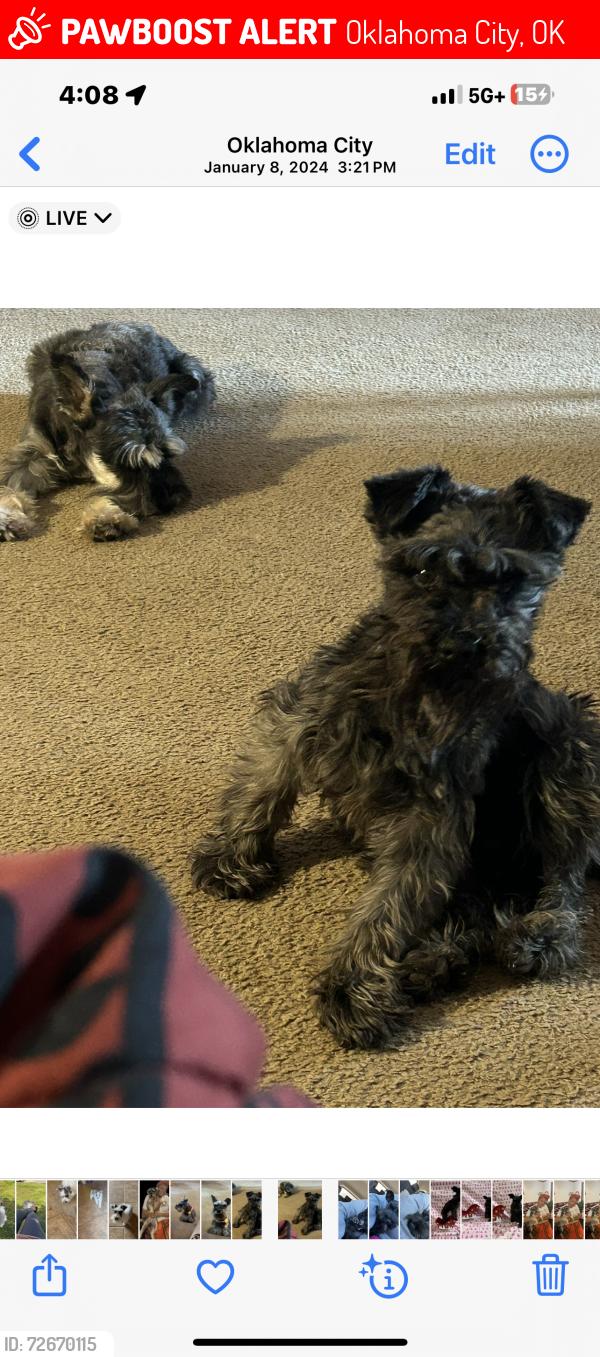 Lost Male Dog last seen Nw 119th and countyline , Oklahoma City, OK 73162