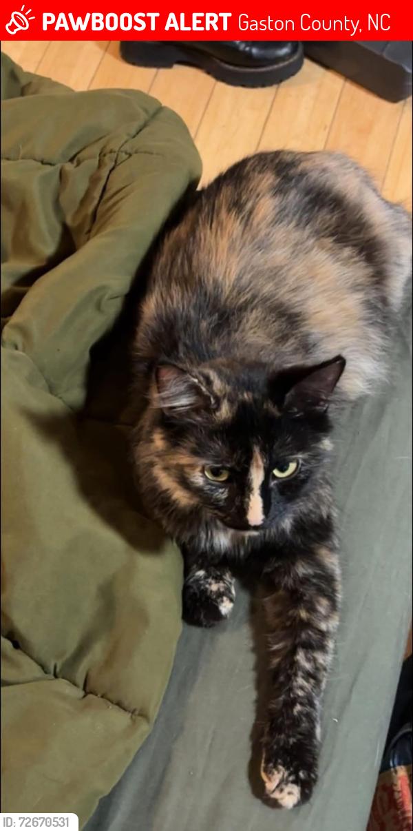 Lost Female Cat last seen Pet heaven cemetery & crematory, Gaston County, NC 28021